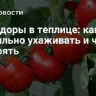 Как правильно прищипывать помидоры в теплице